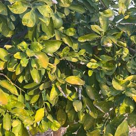 Photo of the plant species Ruby Red Grapefruit by @SirKaro14 named Hemingway on Greg, the plant care app