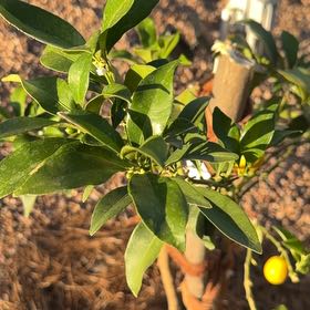 Photo of the plant species Meiwa Kumquat by @SirKaro14 named McKinley on Greg, the plant care app