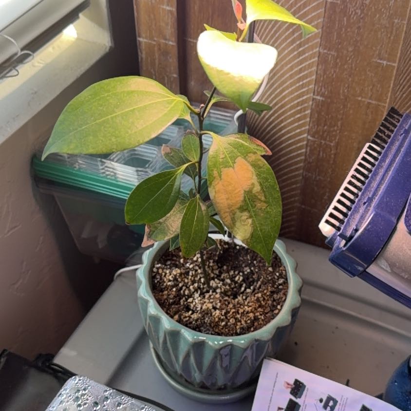Photo of the plant species Ceylon Cinnamon by @SirKaro14 named Sol on Greg, the plant care app