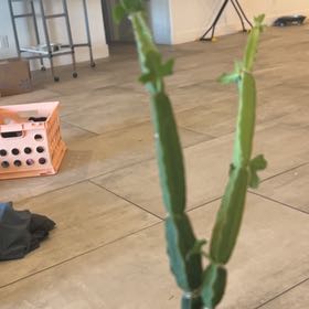 Photo of the plant species Adamant Creeper by @LushSuncup60 named Oscar on Greg, the plant care app