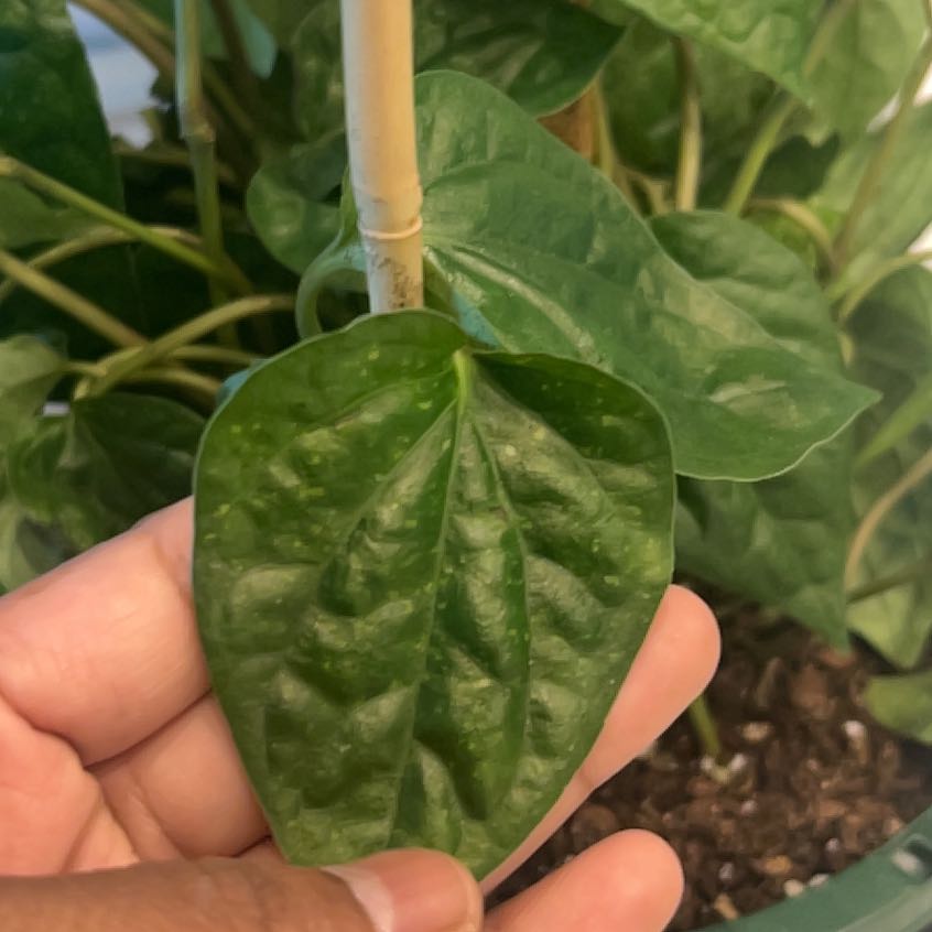 Photo of the plant species Paan by @LushSuncup60 named Ronaldo on Greg, the plant care app