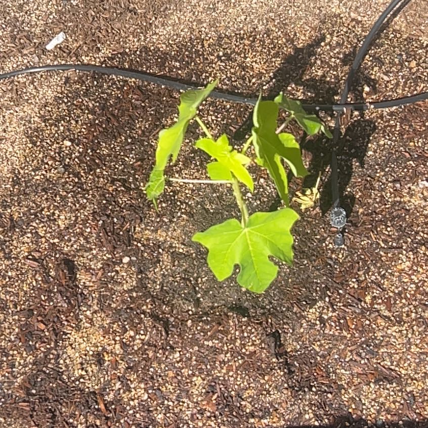 Photo of the plant species Papaya by @LushSuncup60 named Queen on Greg, the plant care app