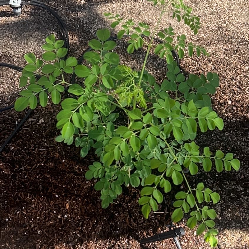 Photo of the plant species Benzoil Tree by @LushSuncup60 named Fernie Mac on Greg, the plant care app