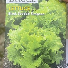 Photo of the plant species Lettuce 'Black Seeded Simpson' by @LegitMendoza45 named Robert Plant on Greg, the plant care app