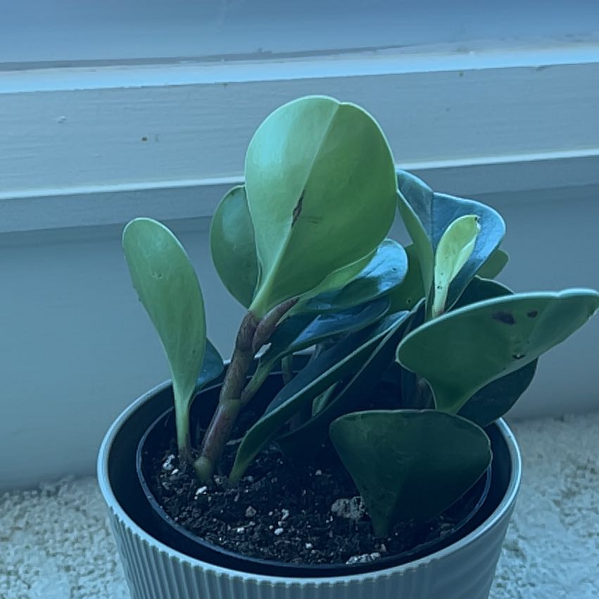 Photo of the plant species green peperomia by @MaestroDuwei66 named Anna on Greg, the plant care app