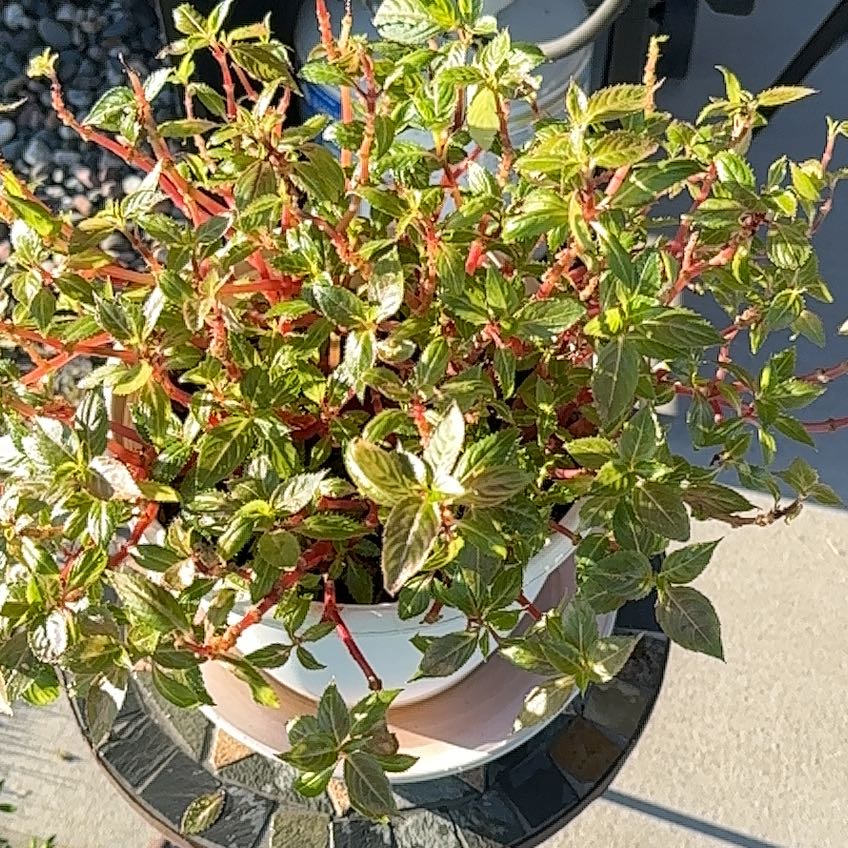 Photo of the plant species Mohintli by @CosmicBacopa95 named Morgan Treeman on Greg, the plant care app