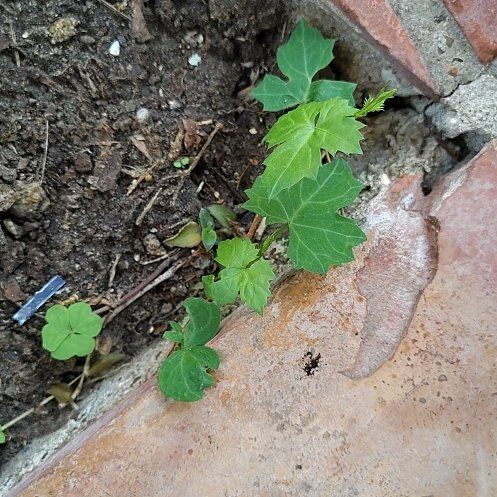 Photo of the plant species Possum-Grape by @PoetBogbirch1 named Planty on Greg, the plant care app