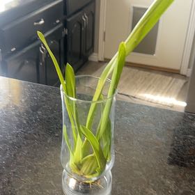 Photo of the plant species Epidendrum Orchid by @WeLikePlants named Starburst on Greg, the plant care app