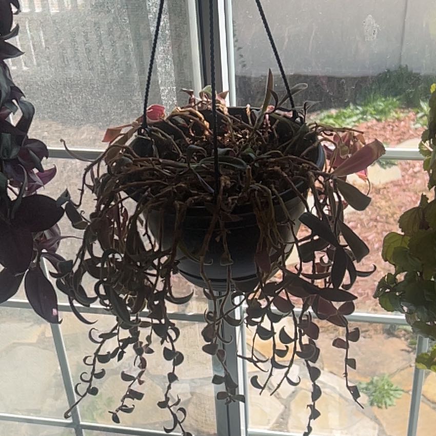 Photo of the plant species Flowering Inch Plant by @WeLikePlants named Sproutacus on Greg, the plant care app
