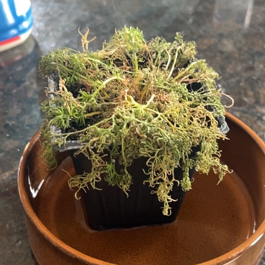Photo of the plant species Chamomile by @WeLikePlants named Zeus on Greg, the plant care app