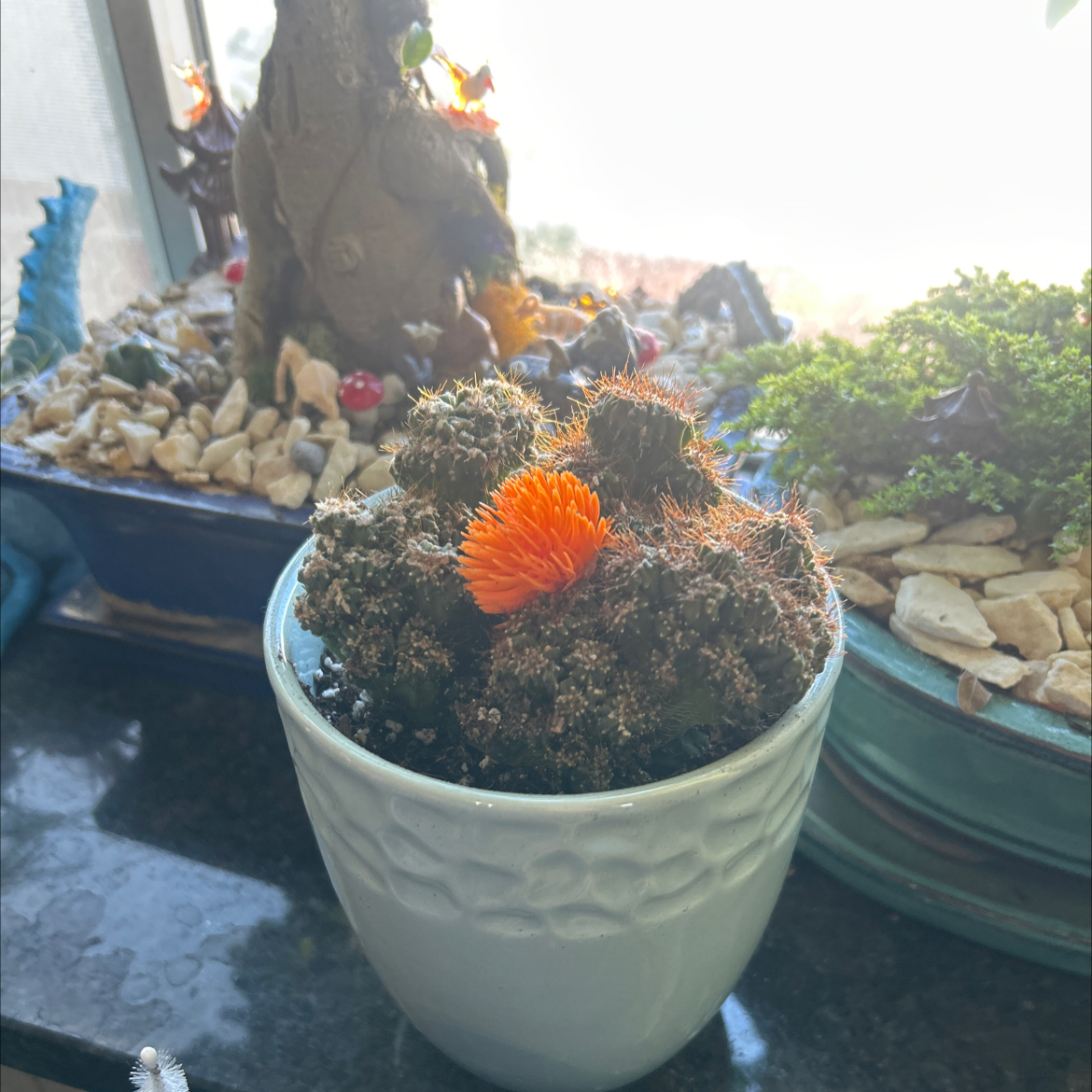 Photo of the plant species Monstrose Cactus by @WeLikePlants named Monty on Greg, the plant care app