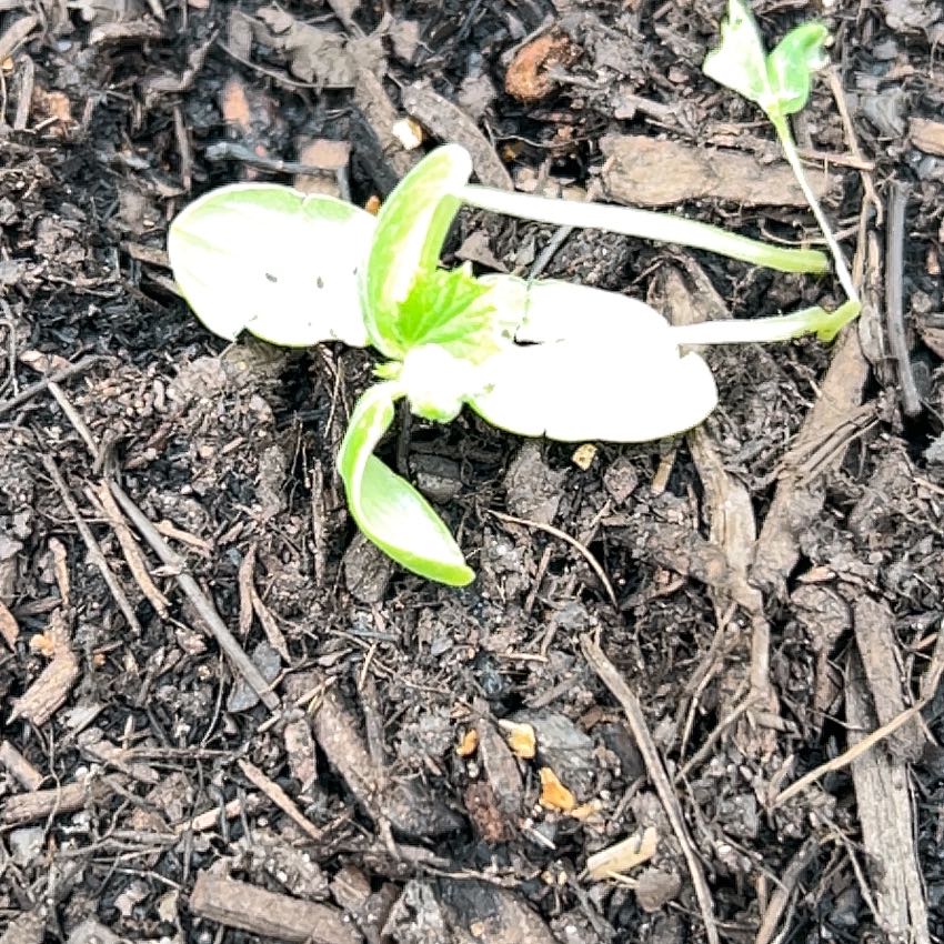 Photo of the plant species Bog Arum by @NewOxtongue19 named Sal on Greg, the plant care app
