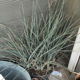 Photo of the plant species Spreading Rush by @PureLychee32 named Bub the shrub on Greg, the plant care app