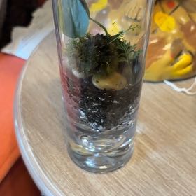 Photo of the plant species Philodendron 'Green Emerald' by @Logobogo35 named Aria on Greg, the plant care app