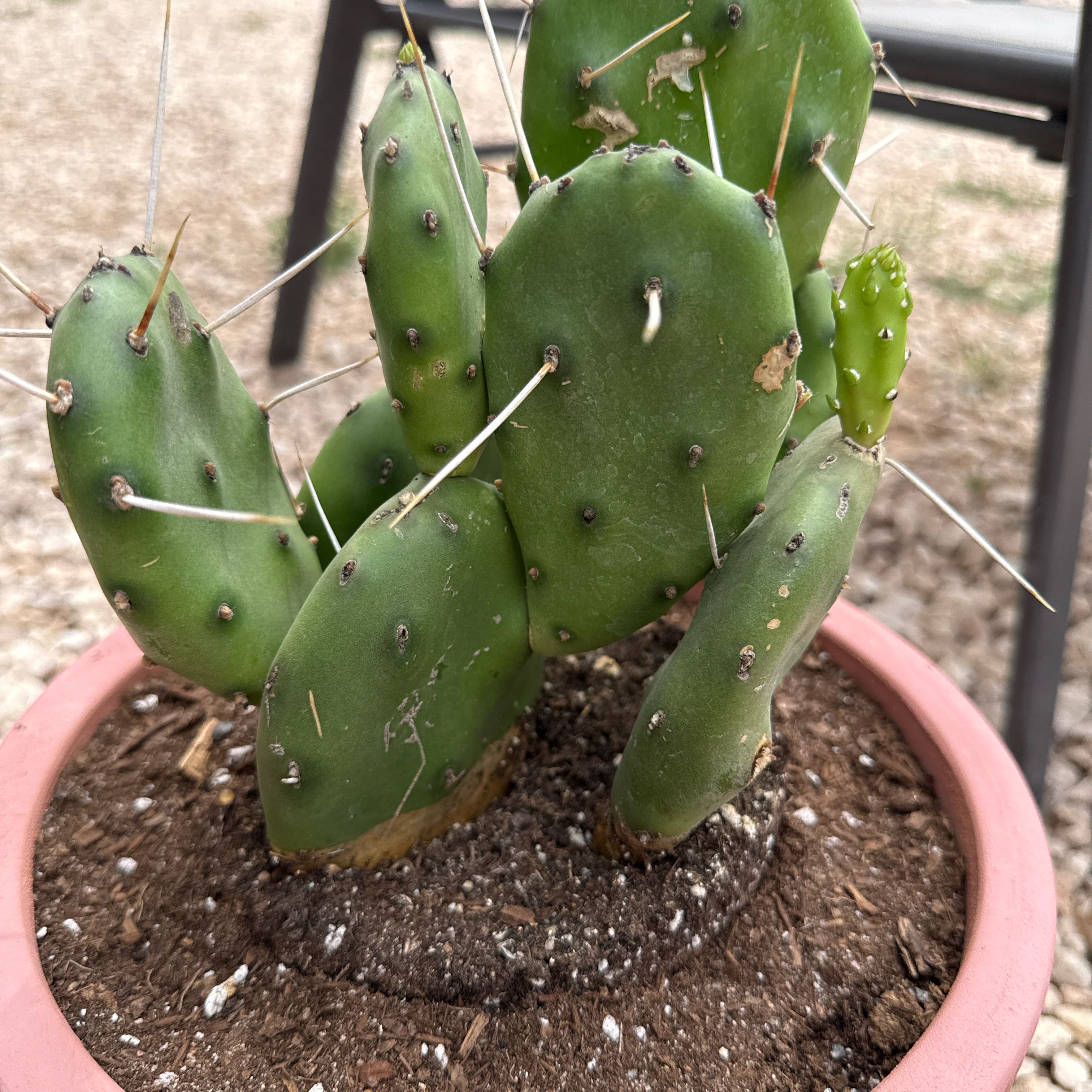 Photo of the plant species Opuntia 'Fat Fingers' by @ZealChilli88 named Gregarious on Greg, the plant care app