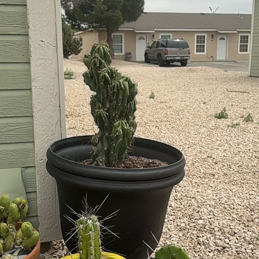 Photo of the plant species Peruvian Apple Cactus Monstrose by @ZealChilli88 named Wizard tower on Greg, the plant care app