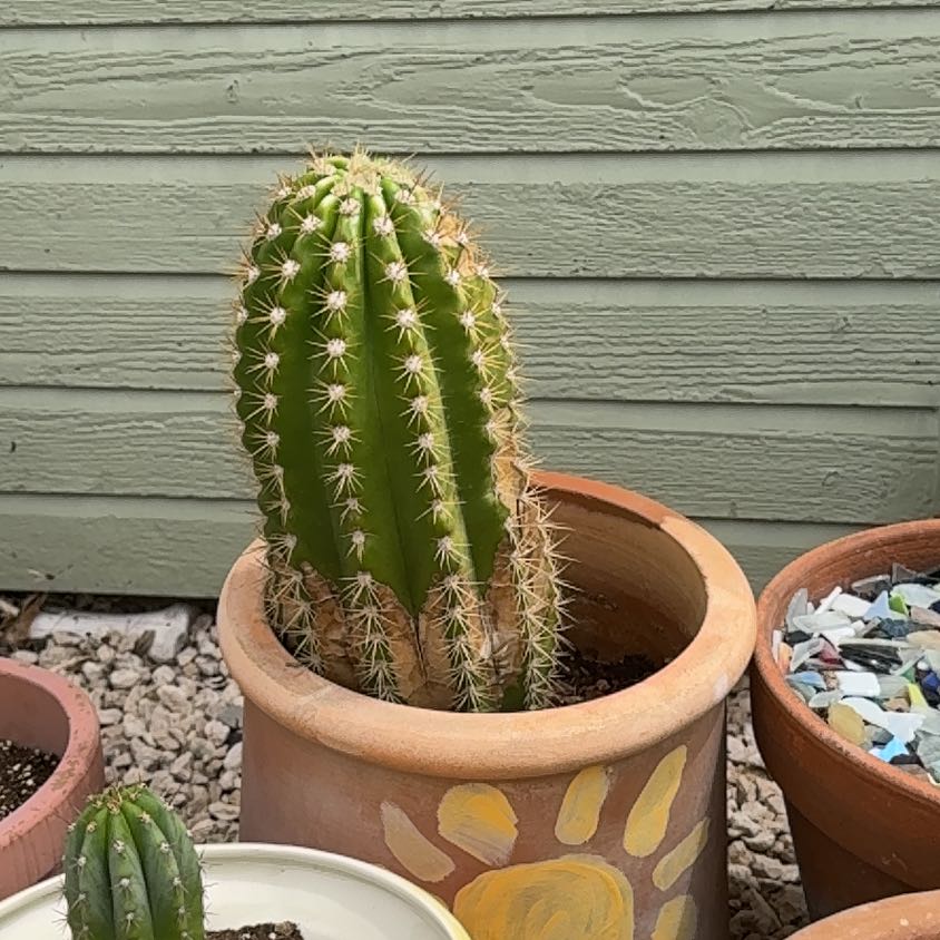 Photo of the plant species Trichocereus 'Sun Goddess' by @ZealChilli88 named Dolores on Greg, the plant care app