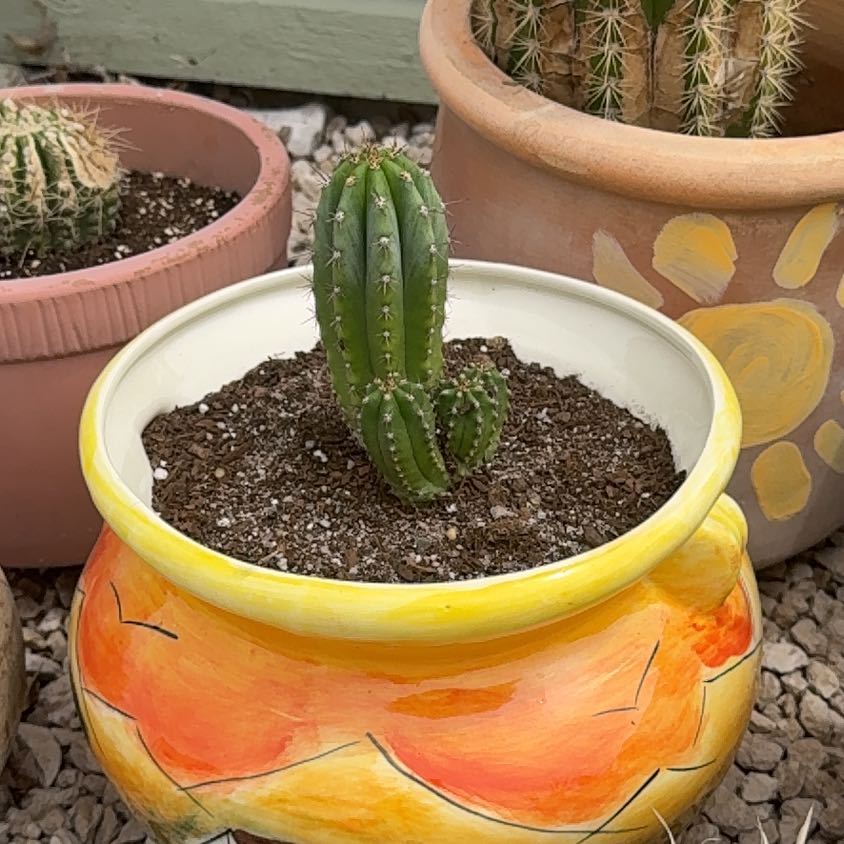 Photo of the plant species Trichocereus bridgesii by @ZealChilli88 named Hades and Cerberus on Greg, the plant care app