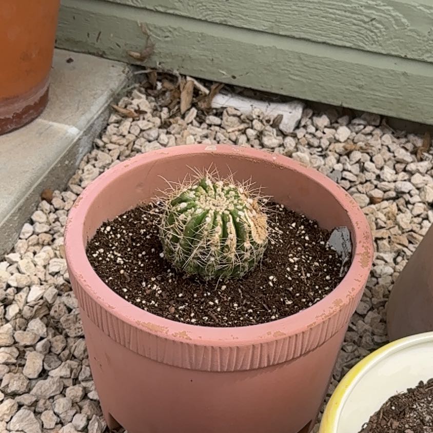 Photo of the plant species Green Tomato Cactus by @ZealChilli88 named Tom on Greg, the plant care app