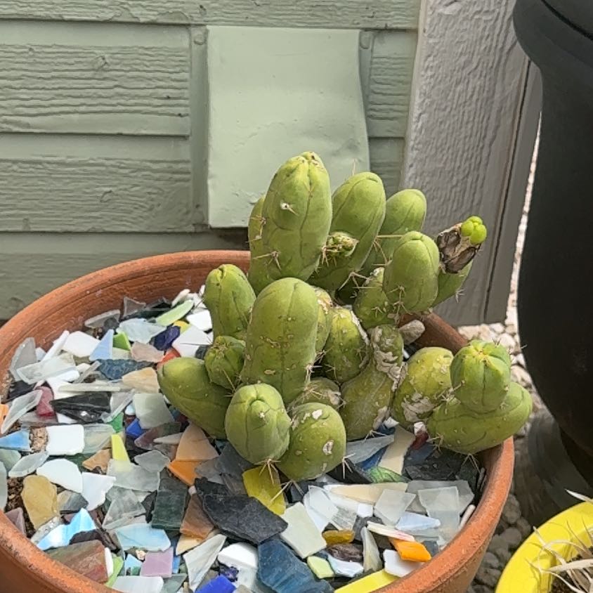 Photo of the plant species Penis cactus by @ZealChilli88 named Potato boy on Greg, the plant care app