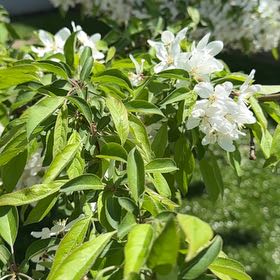 Photo of the plant species American Plum by @FunnyNeslia31 named Captain Plant-it on Greg, the plant care app