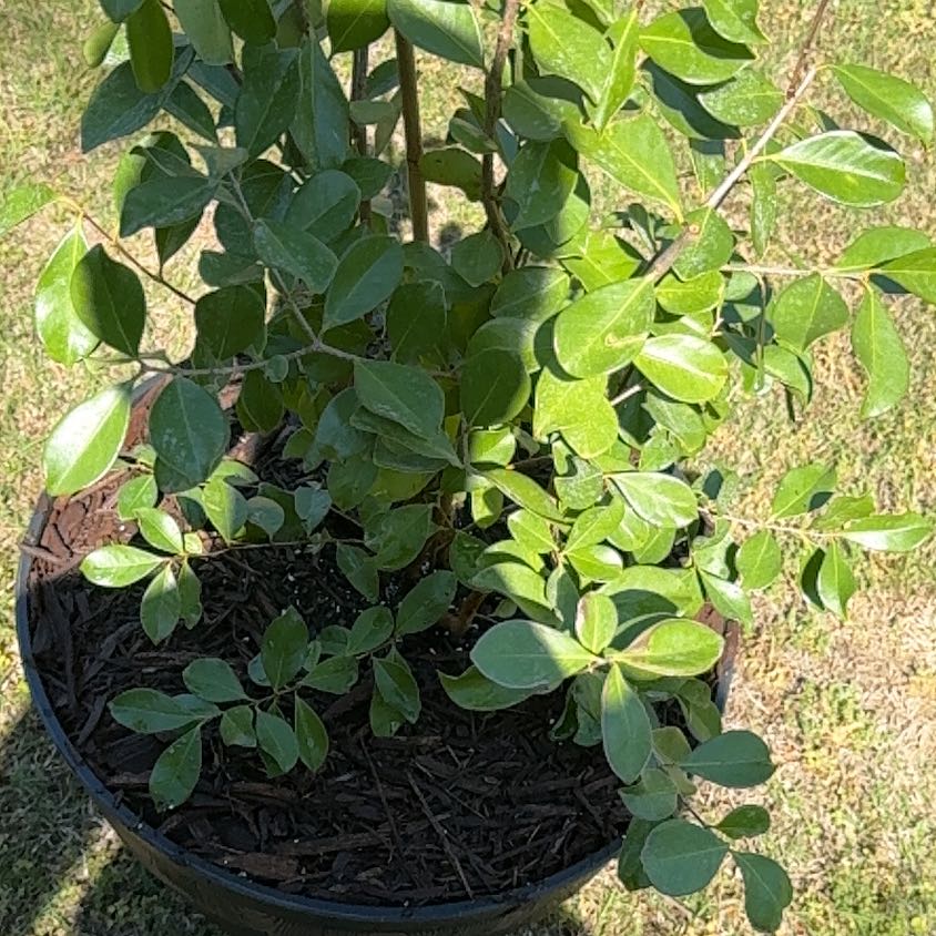 Photo of the plant species Strawberry Guava by @BrightRiberry17 named Homer on Greg, the plant care app