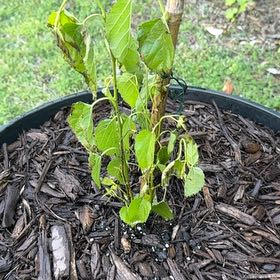 Photo of the plant species Mulberry by @BrightRiberry17 named Sherlock on Greg, the plant care app