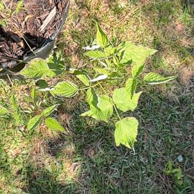 Photo of the plant species Black Raspberry by @BrightRiberry17 named Terra on Greg, the plant care app