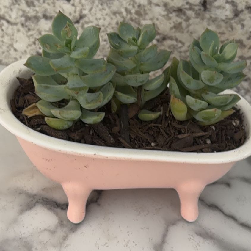 Photo of the plant species Porcelain Plant by @NovelHoyajade84 named Stooge on Greg, the plant care app