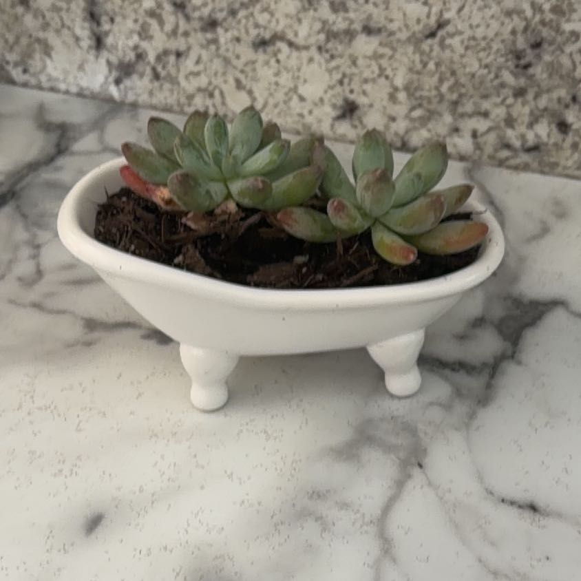 Photo of the plant species Pachyphytum 'Starburst' by @NovelHoyajade84 named Dancer on Greg, the plant care app