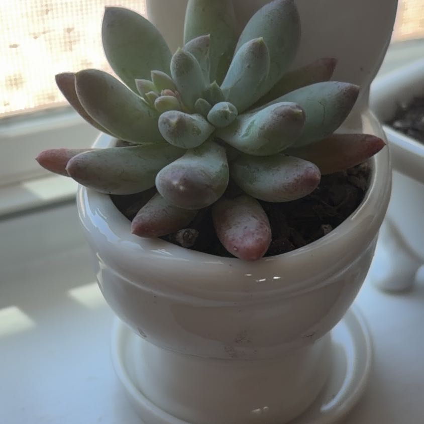 Photo of the plant species Pachyphytum 'Starburst' by @NovelHoyajade84 named Tony on Greg, the plant care app