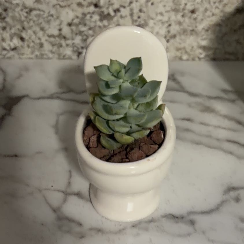 Photo of the plant species Porcelain Plant by @NovelHoyajade84 named Tank on Greg, the plant care app