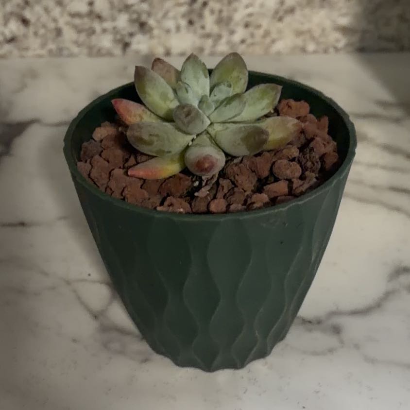 Photo of the plant species Pachyphytum 'Starburst' by @NovelHoyajade84 named Rocky on Greg, the plant care app