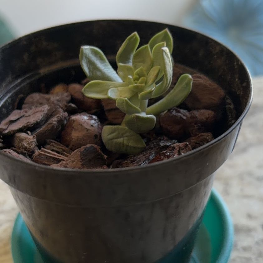 Photo of the plant species Porcelain Plant by @NovelHoyajade84 named Plenty on Greg, the plant care app