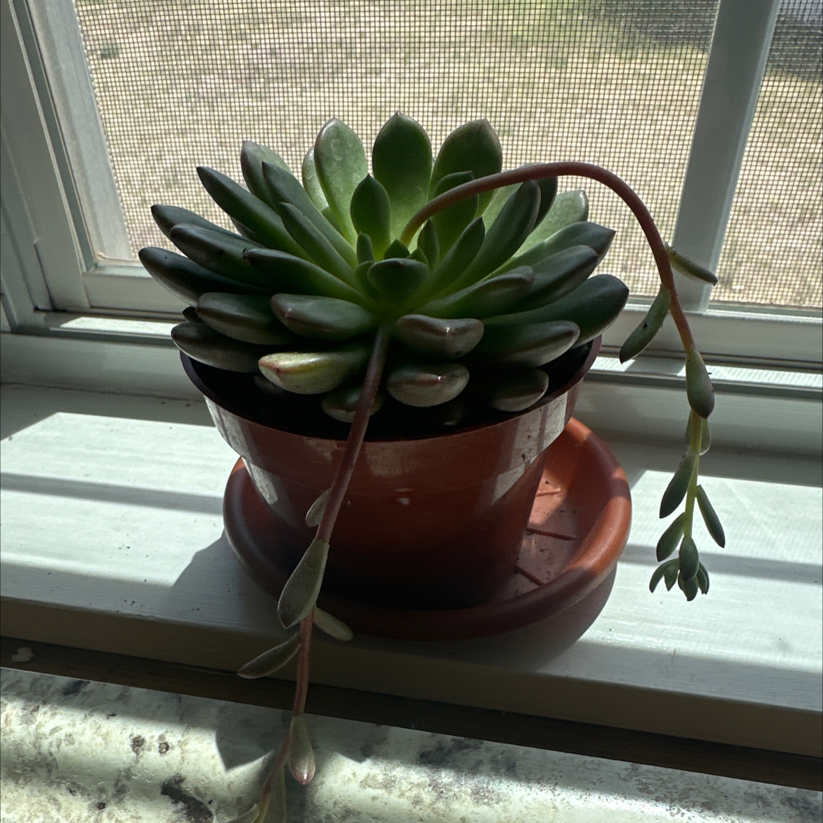 Photo of the plant species Succulent by @NovelHoyajade84 named Pearl on Greg, the plant care app
