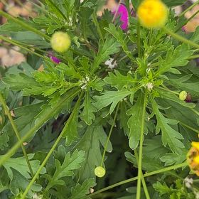 Photo of the plant species African Bush Daisy by @BusyKiekie90 named Tupot amaroot on Greg, the plant care app