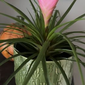 Photo of the plant species Pink Quill by @PushingDaisies named Fernie Mac on Greg, the plant care app