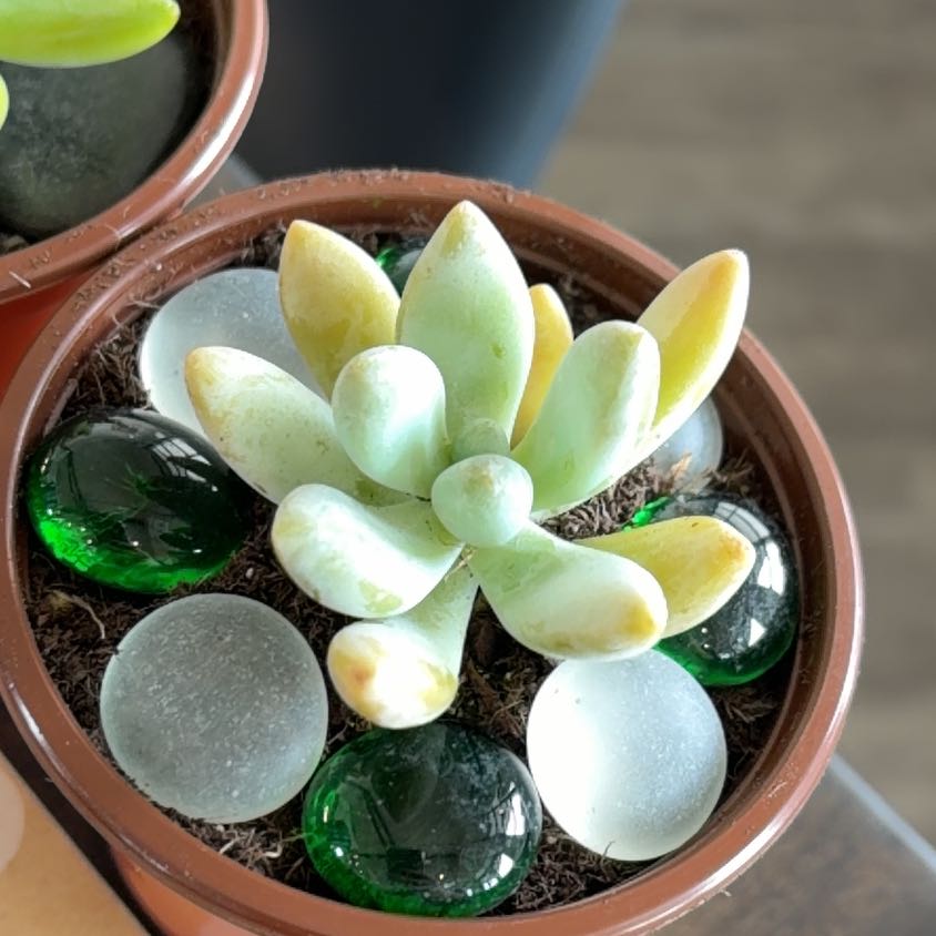 Photo of the plant species Succulent by @FabChaya87 named Dax on Greg, the plant care app