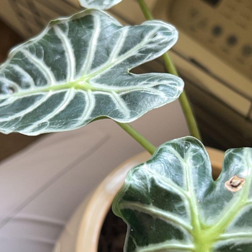 Photo of the plant species African Mask by @FunFuchsia65 named Plato on Greg, the plant care app