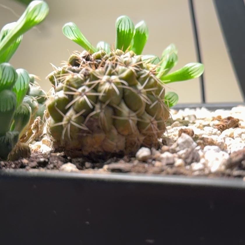 Photo of the plant species Elephant's Tooth by @ChirpyTawapou0 named Bigleef Smalls on Greg, the plant care app