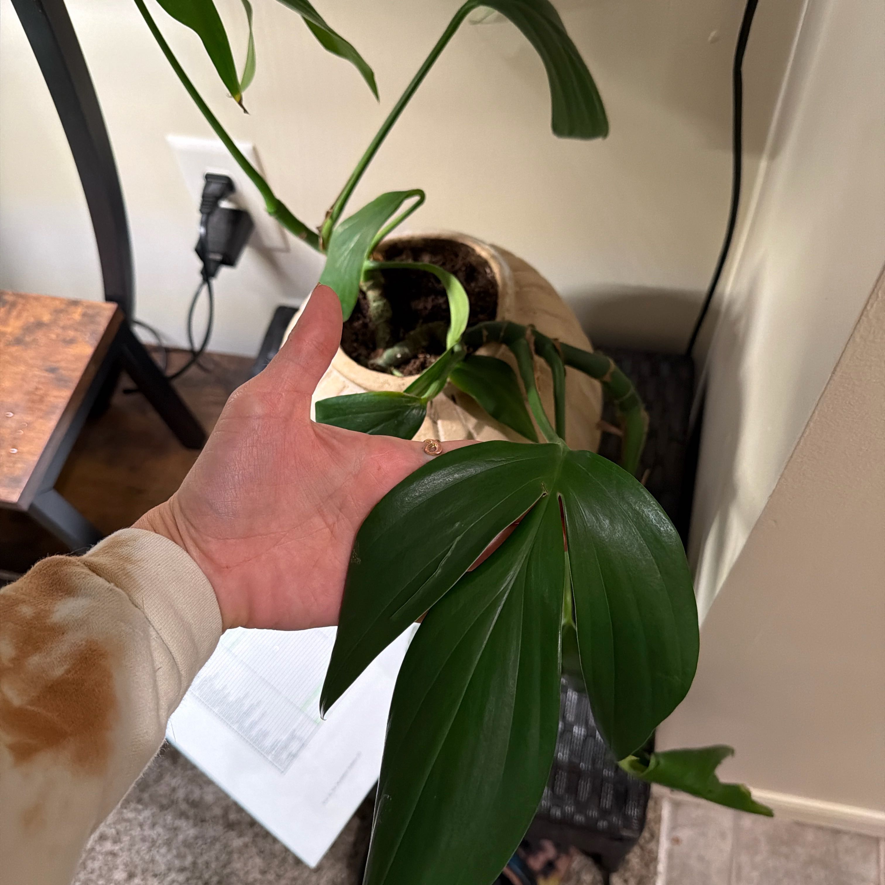 Photo of the plant species Philodendron Dragon Tail by @ChirpyTawapou0 named Sherlock on Greg, the plant care app