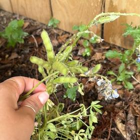 Photo of the plant species Texas Bluebonnet by @SlinkyZzplant79 named Baesil on Greg, the plant care app