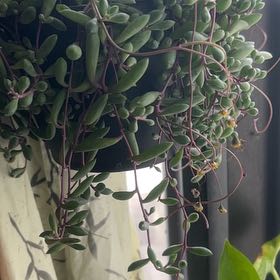 Photo of the plant species Othonna Capensis Ruby Necklace by @IdolSucc33 named Pax on Greg, the plant care app