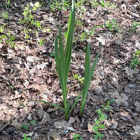 Photo of the plant species Dwarf Palmetto by @ModelTozzia39 named Gaga on Greg, the plant care app