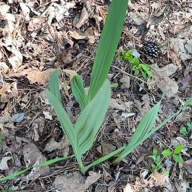 Photo of the plant species Dwarf Palmetto by @ModelTozzia39 named Kendall on Greg, the plant care app