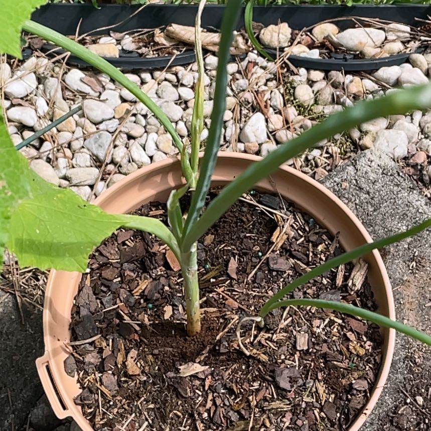 Photo of the plant species Brown Onion by @ModelTozzia39 named Bodhi on Greg, the plant care app