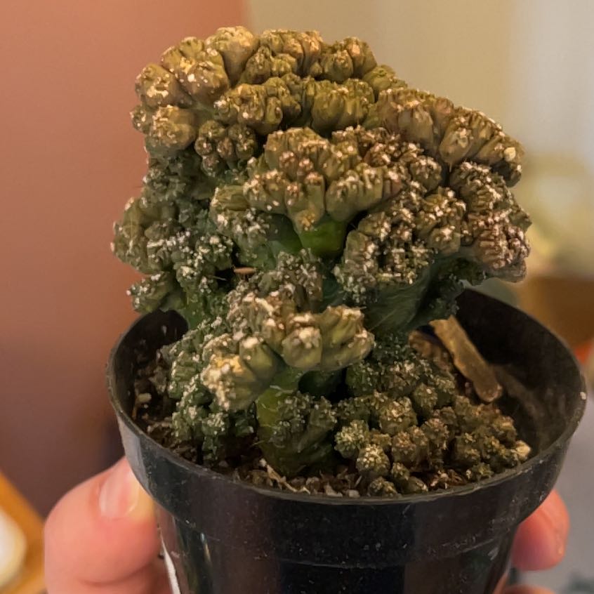 Photo of the plant species Cereus peruvianus f. monstrose 'Petra' by @KeenAtom74 named Sproutacus on Greg, the plant care app