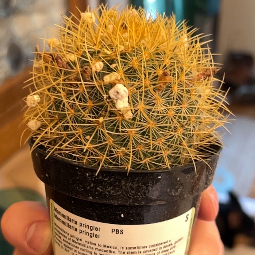 Photo of the plant species Mammillaria pringlei by @KeenAtom74 named Turtle Knight on Greg, the plant care app