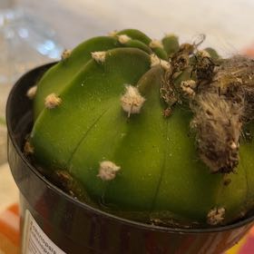 Photo of the plant species Echinopsis subdenudatum 'Dominos' by @KeenAtom74 named Gates on Greg, the plant care app