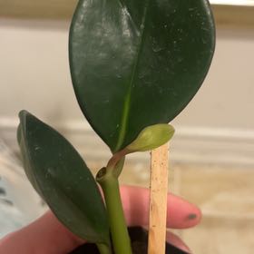 Photo of the plant species Red Mangrove by @SeasonedLilac73 named Drake on Greg, the plant care app